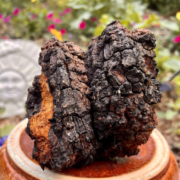Chaga, a black cracked conk with an orange interior