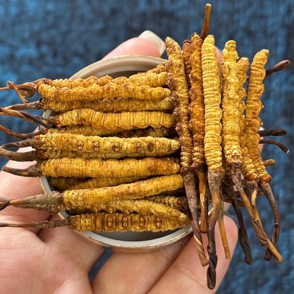Dried orange cordyceps in a bowl held in one hand
