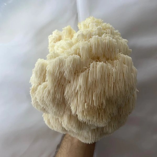 Lion's mane mushroom, a white cascade of soft spines