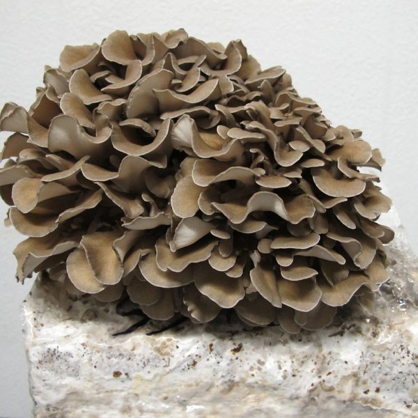 Maitake, a grey cluster of overlapping fronds