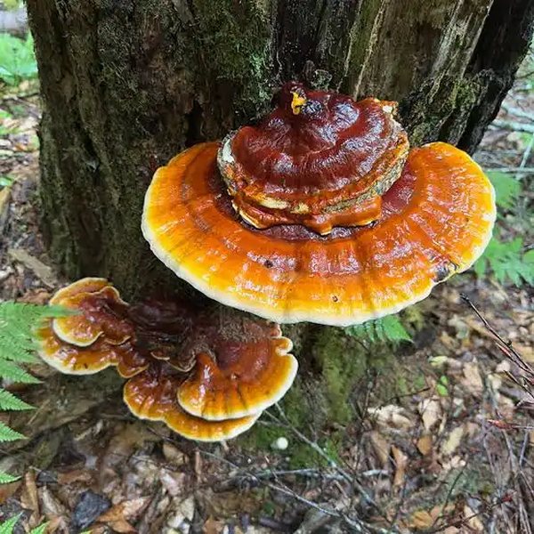 Reishi, a lacquered red bracket fungus growing on a tree trunk