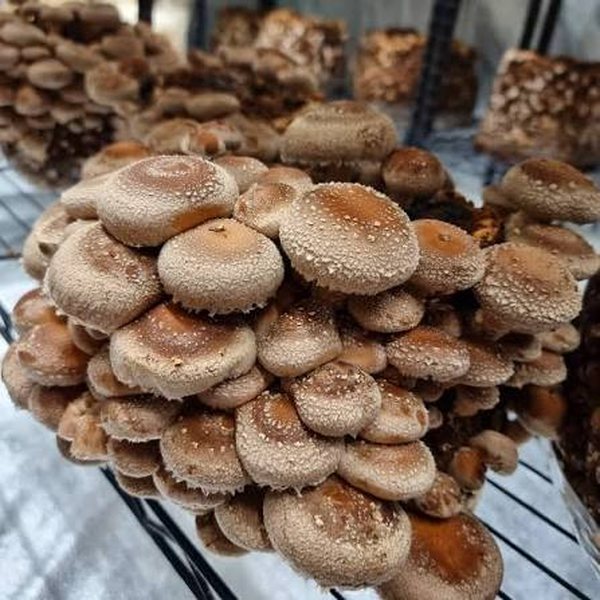 Shiitake mushrooms with cracked brown caps on a growing block