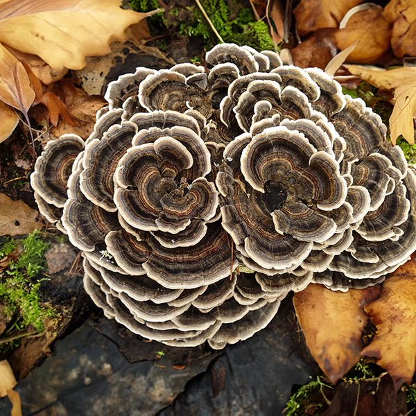 Turkey tail, banded fan-shaped brackets on a fallen log